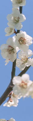 梅の花